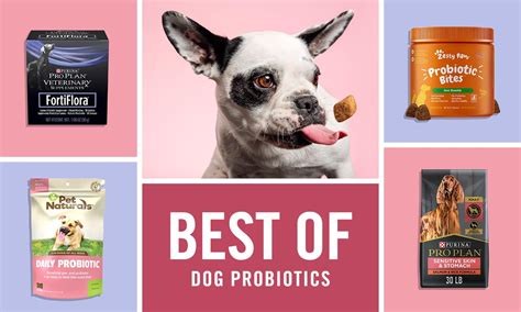 The Best Probiotics For Dogs As Rated By Chewy Pup Parents Like You