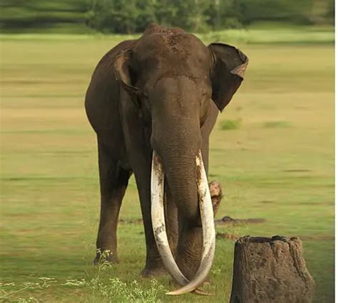 Elefante Da Floresta Características Comportamento E Fotos Mundo