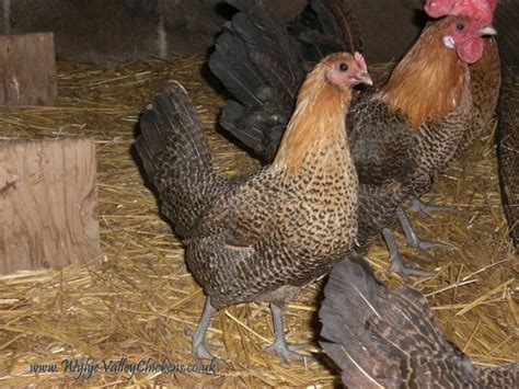 Fayoumi Modern Egyptian Fayoumi Chickens For Sale Rare Breed Chickens