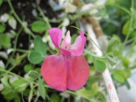 Sweet smelling flowers at night. 7 Kinds of Fragrant Flowers for a Sweet-Smelling Garden ...