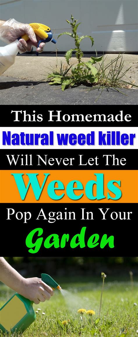 Round up will kill a whole field of weeds that have emerged hen ou can plant right through the weeds. How to Kill Weeds Using Vinegar | Balcony Garden Web