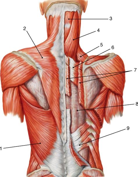 Мышцы спины — Студопедия