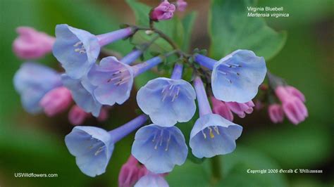 Us Wildflower Virginia Bluebells Mertensia Virginica