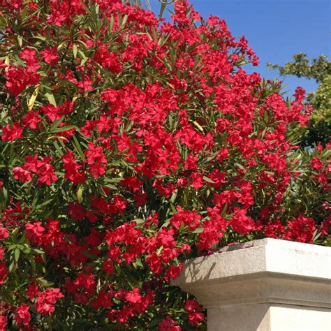 Red Oleander Bush Alder And Oak Plants Online Plant Nursery