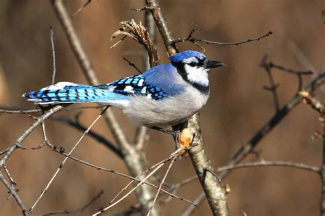 14 Birds That Look Like Blue Jays The Ultimate Bird Guide