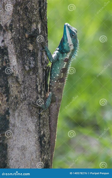 Blue Crested Lizard On The Tree Stock Photo Image Of Animal Blue