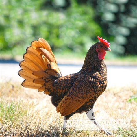 Sebright Chicken Breed Complete Care Guide 2023 52 Off