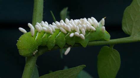 Photograph taken in cherry tomato garden, cambridge, massachusetts. Hornworm Caterpillar With Wasp Casings Photograph by ...