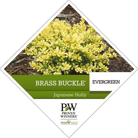 Brass Buckle® Ilex Tag Spring Meadow Nursery