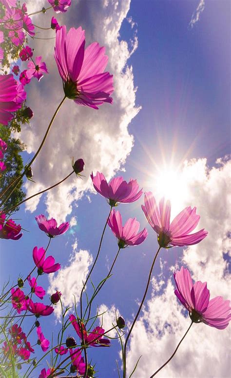 Pin By Ivanka Kostova On растения Beautiful Flowers Photography