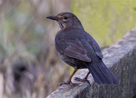 15 Types Of Thrush Birds An Overview With Pictures Optics Mag