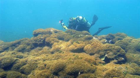 crece la vigilancia sobre el alga asiática que se expande por nuestras costas