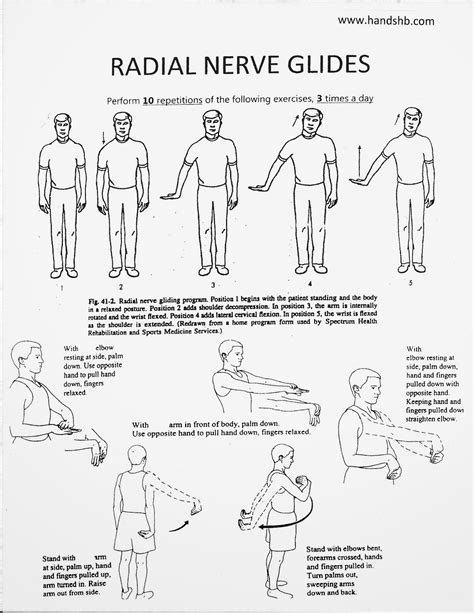 Radial Nerve Radial Nerve Gliding Exercises Handout