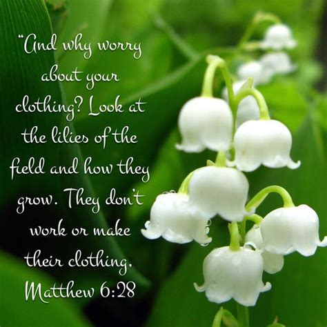 Matthew 628 And Why Worry About Your Clothing Look At The Lilies Of