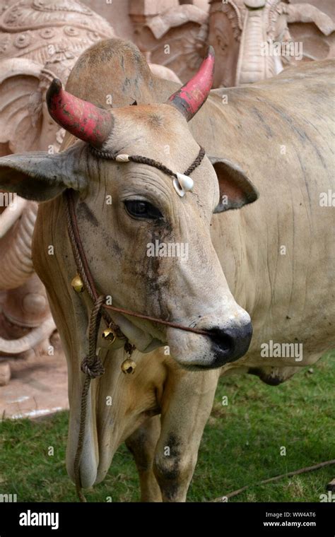 Una vaca está de pie justo en frente del templo hindú Sri Shakti Selangor Malasia En el