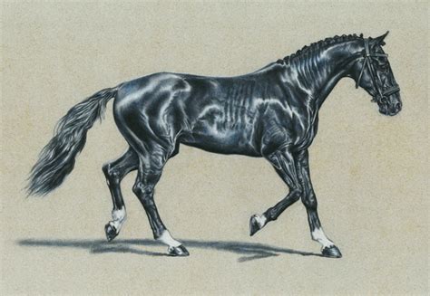 10 Cool Horse Drawings For Inspiration 2023