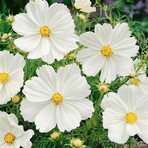 Drought Tolerant Cosmos Bipinnatus Sensation Purity Garden Flower Plant