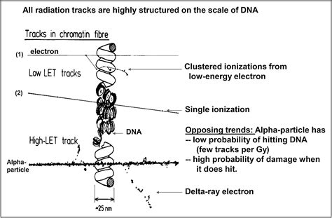 Mird Pamphlet No 22 Abridged Radiobiology And Dosimetry Of α