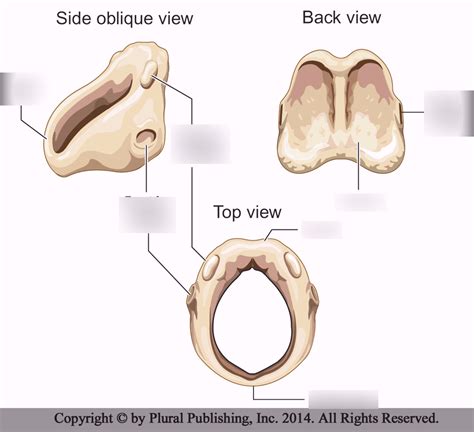 Label Cricoid Cartilage Diagram Quizlet