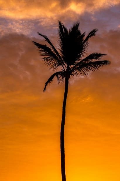 Palm Tree At Sunrise Free Stock Photo Public Domain Pictures