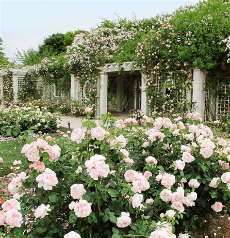 Rose Garden From House Beautiful с изображениями Ландшафтный дизайн