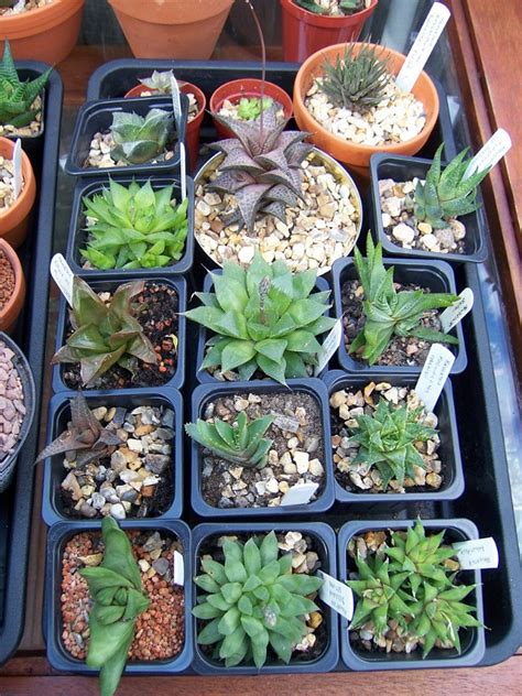 Shade Succulents Drought Tolerant Garden Guide Install It Direct