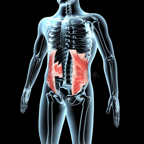 Human Abdominal External Oblique Muscles On Skeleton Stock Illustration