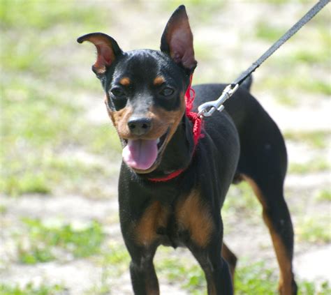 Miniature Pinscher Puppies Rescue Pictures Information