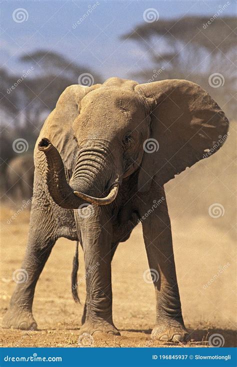 African Elephant Loxodonta Africana Adult Smelling The Trump Up