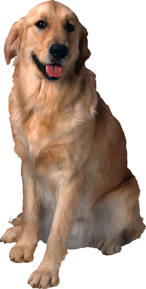 Dog Png Transparent Image Download Size 1073x2121px