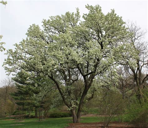 Callery Pear Tree Arbor Operations