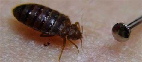Bed Bugs Have Favorite Colors And Prefer Dark Red And Black Study
