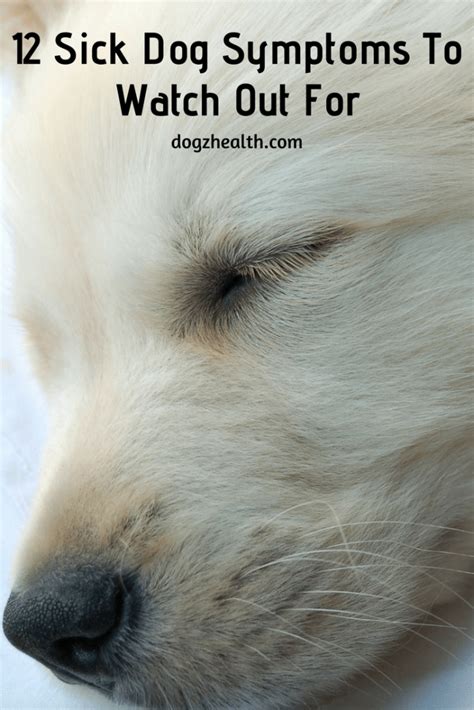 Sick Dog Symptoms Such As Dog Fever Appetite Loss Diarrhea And
