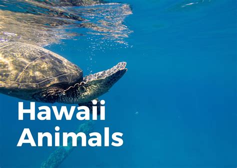 What Animals Live In Hawaii All You Need To Know Travelperi