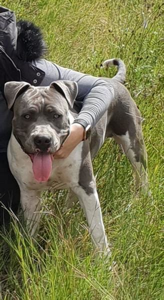 Home trained and gets along with just about everyone including other animals. Amstaff puppies for sale - Blue and Black | Bloemfontein ...