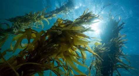 Giant Kelp Forest Restoration Partnership Tnc Australia