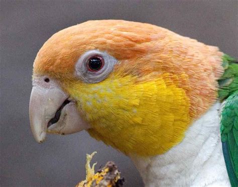 White Bellied Caique Closeup Pet Birds Parrots Caique Parrot Parrot