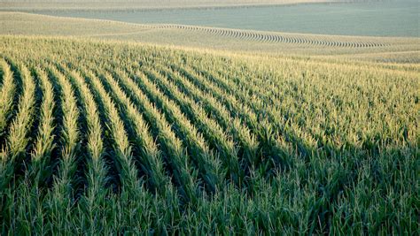 Usda Sees Record Corn And Soybean Crops