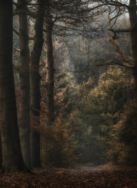 Hidden Path Shot In A Forest Close To Lage Vuursche Netherlands