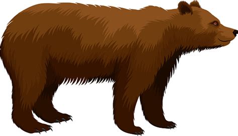 Ilustración De Vector De Oso Grizzly Marrón Y Más Vectores Libres De