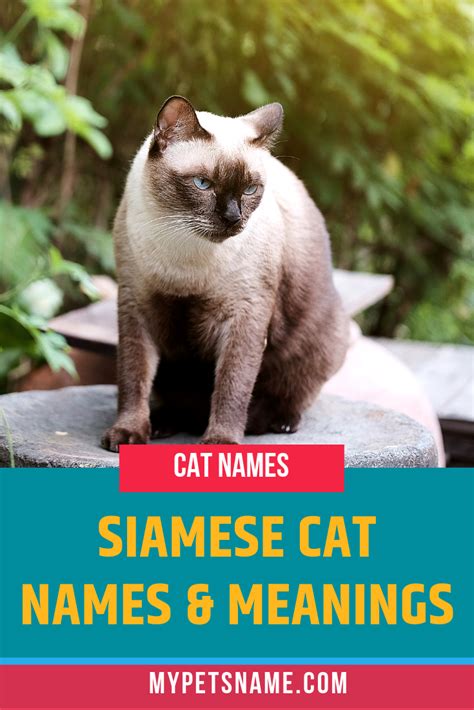 Siamese Cat Names And Meanings Siamese Cats Cat Names Siamese Cats