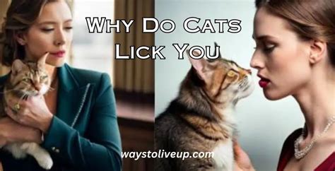 Why Do Cats Lick You Unraveling The Enigma Ways To Live Up