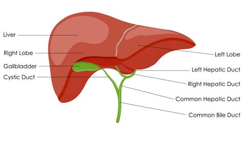 A Course On Liver Disease Lets Talk Medicine