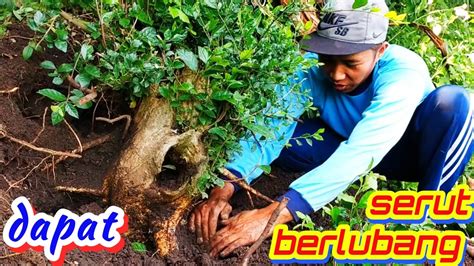 Dapat Bahan Bonsai Serut Jumbo Bermotif YouTube