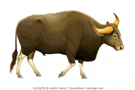 Nature Picture Library Illustration Of Grey Ox Kouprey Kouproh Bos
