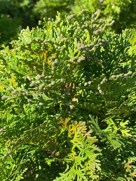 Thuja Occidentalis Holmstrup Arborvitae Maple Ridge Nursery