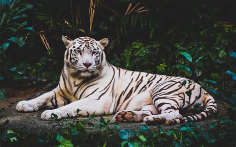 Setting white tiger background as wallpaper on your mobile phone is the best ideas. White Tiger HD 4K Wallpapers | HD Wallpapers | ID #21221