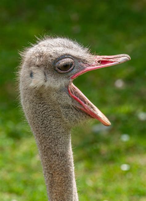 Closeup Photo Of An Ostrich Bird Wallpapers Share