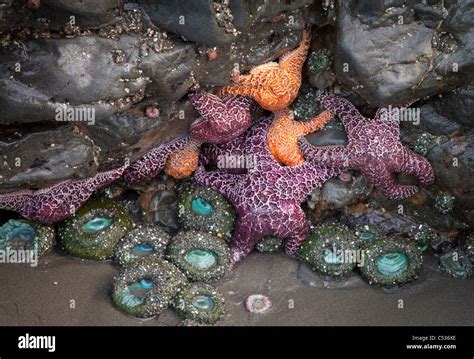 Purple Ochre Sea Star Hi Res Stock Photography And Images Alamy