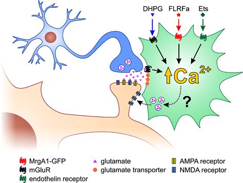 Defining The Role Of Astrocytes In Neuromodulation Neuron